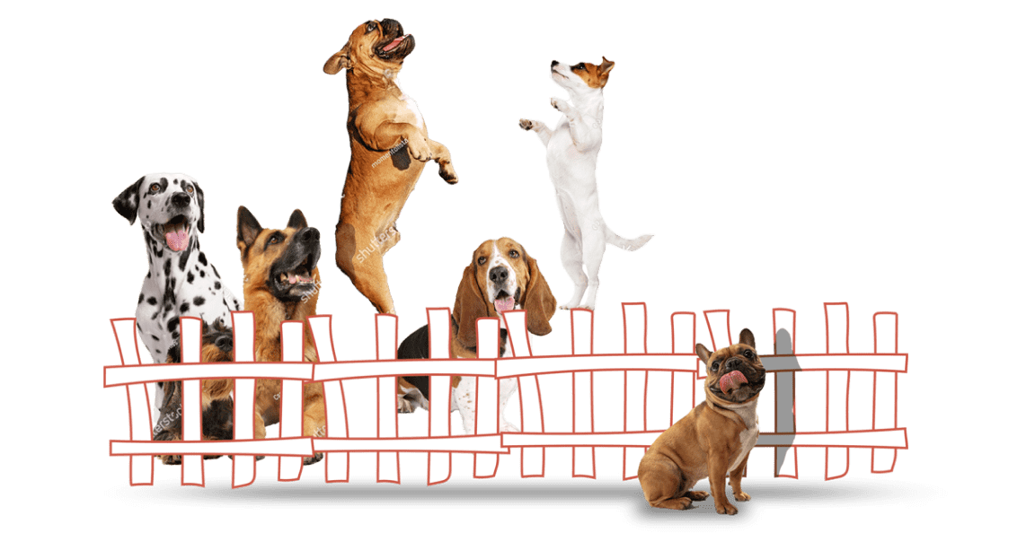 happy dogs jumps