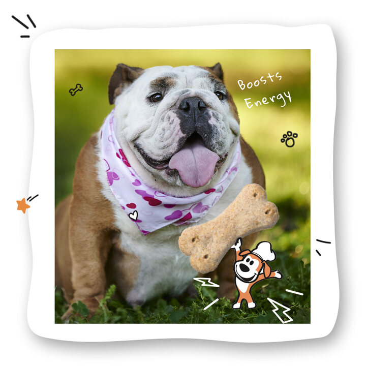 a bulldog with a scarf around his neck is sitting on the grass