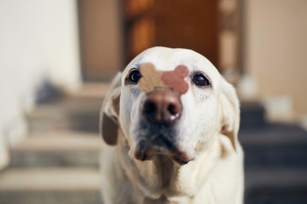 Funny labrador retriever is balancing dog organic treat with bone shape on snout.