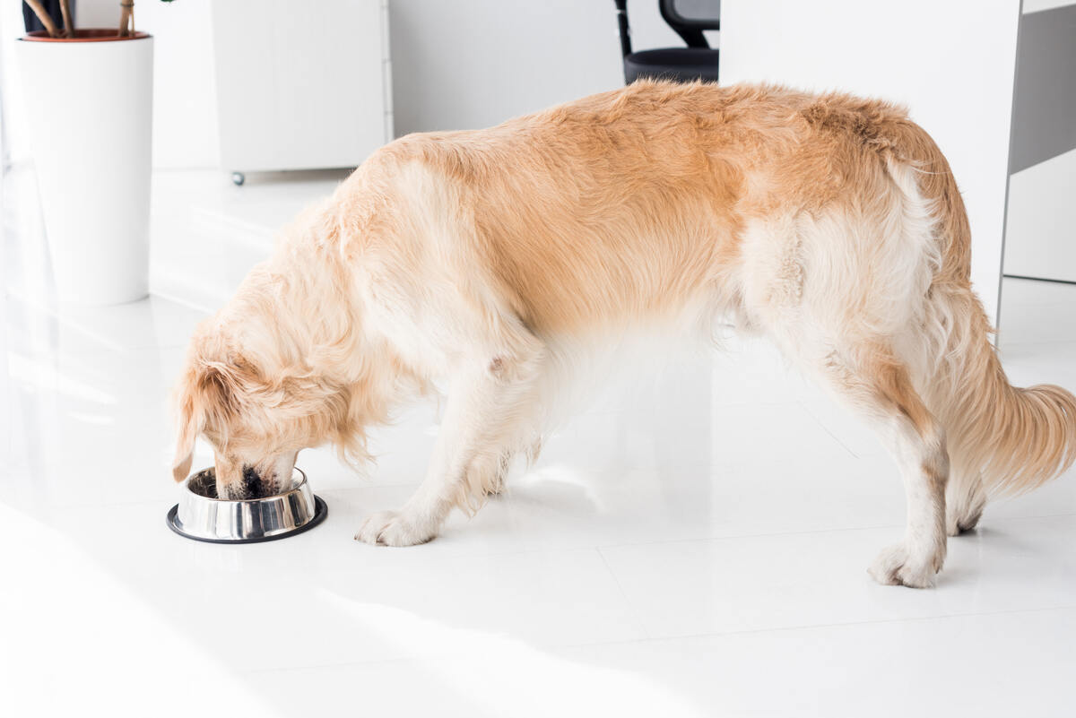 side view of golden retriever eating dog food