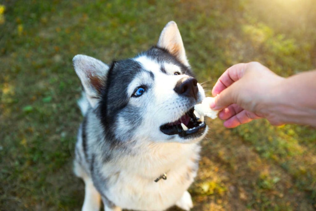 Happy husky dog sitting on the grass and gets his favourite treats.