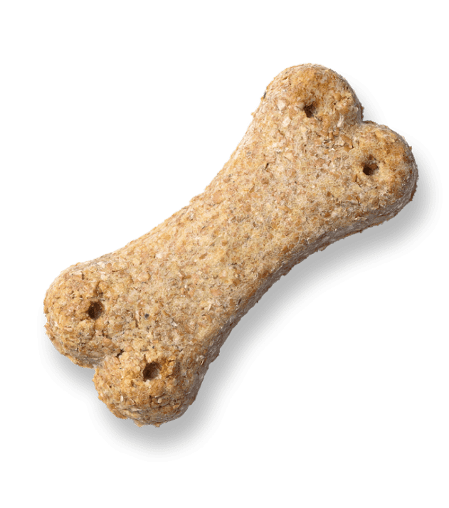 dog treat in the bone shape