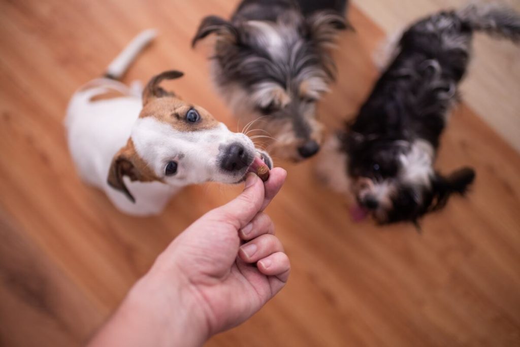 Pack of dogs waiting on a treat