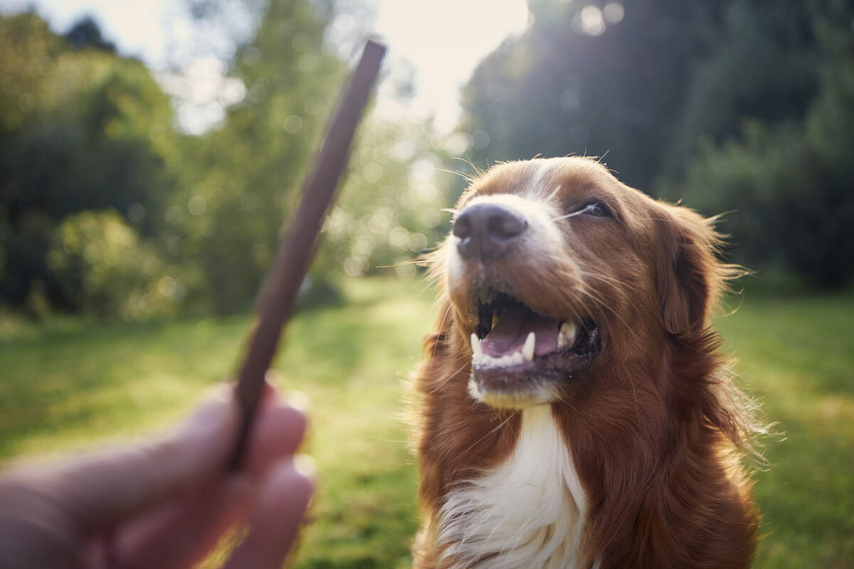 The smiling dog looks at the treat in his owner's hand.