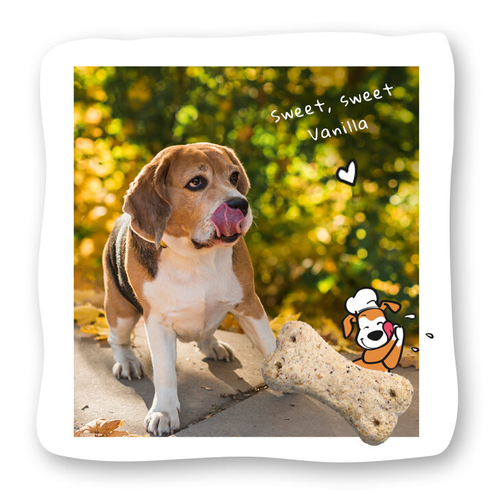 licking beagle