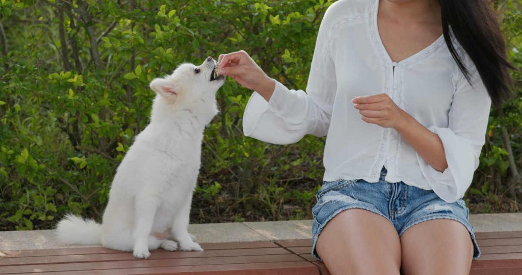 woman feeding her dog with snack