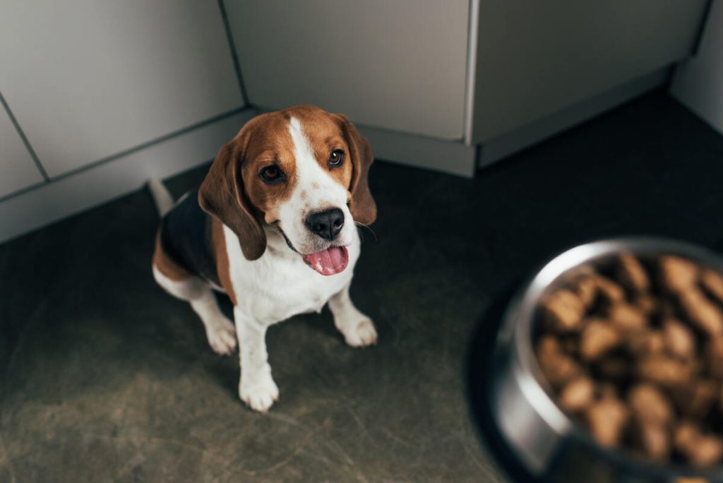 adorable beagle dog looking at bowl with pet food