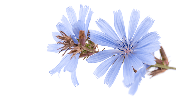 chicory flower