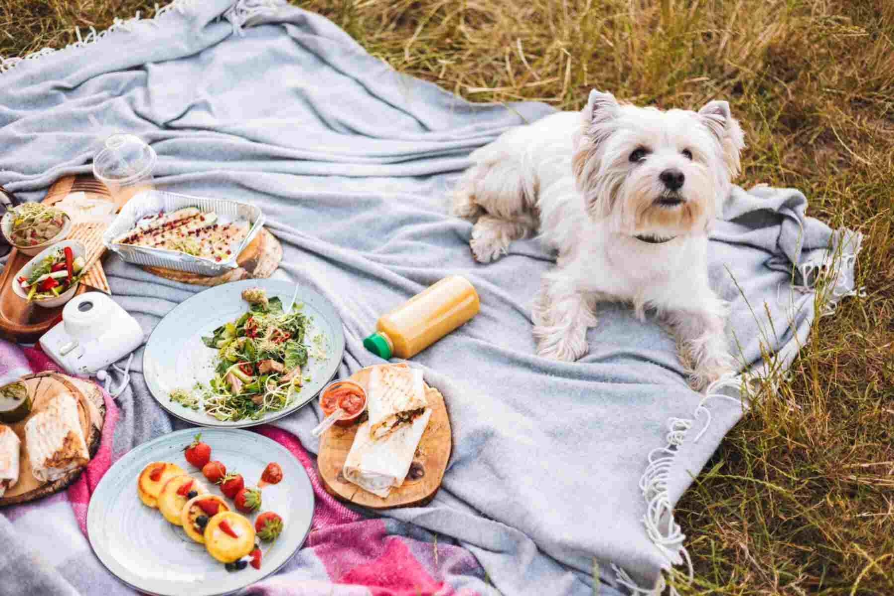 cute little dog lying on picnic blanket next to the food and enjoy