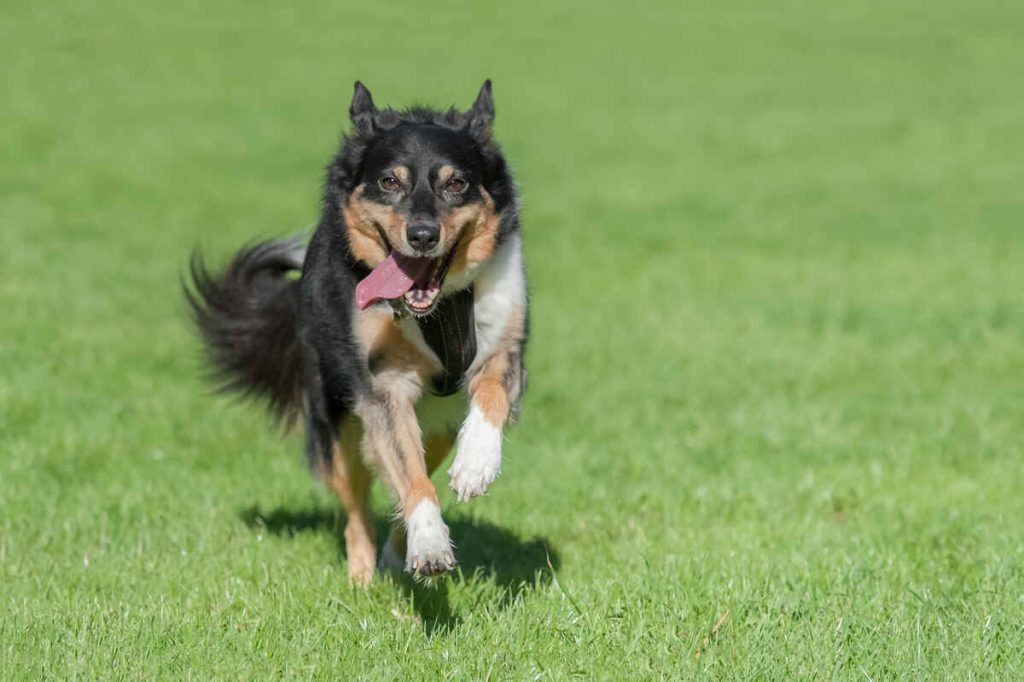 happy collie dog running in an open field