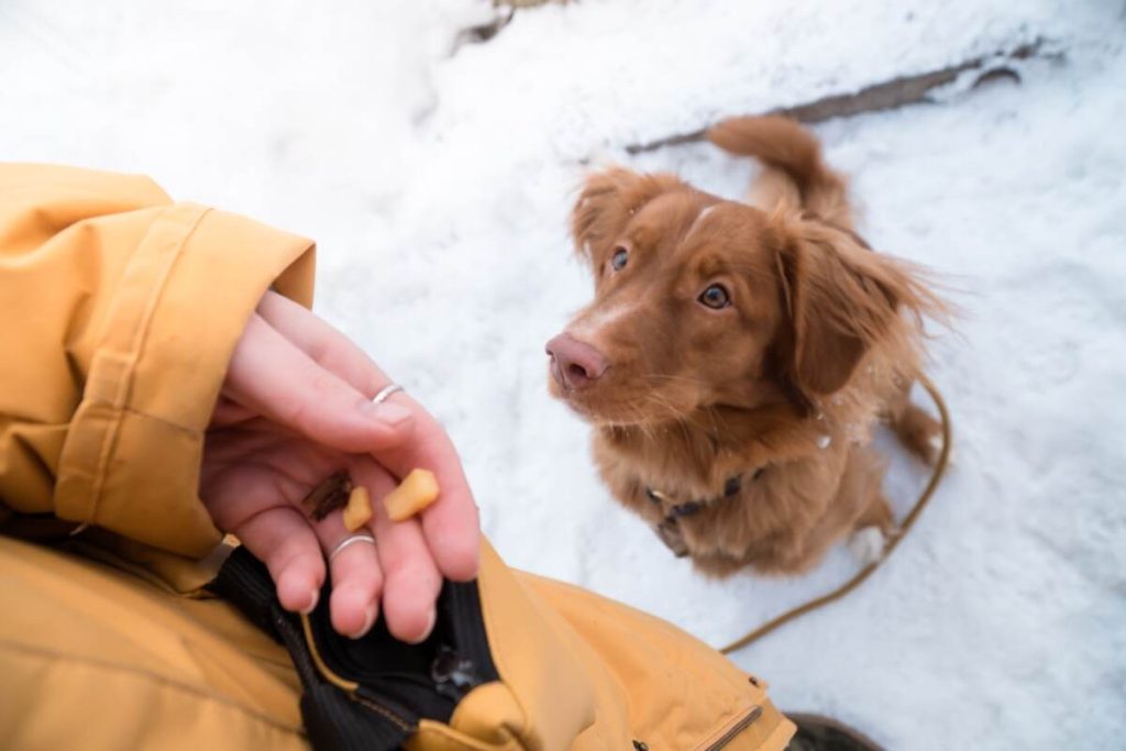 the owner is giving his dog a treat for being obedient