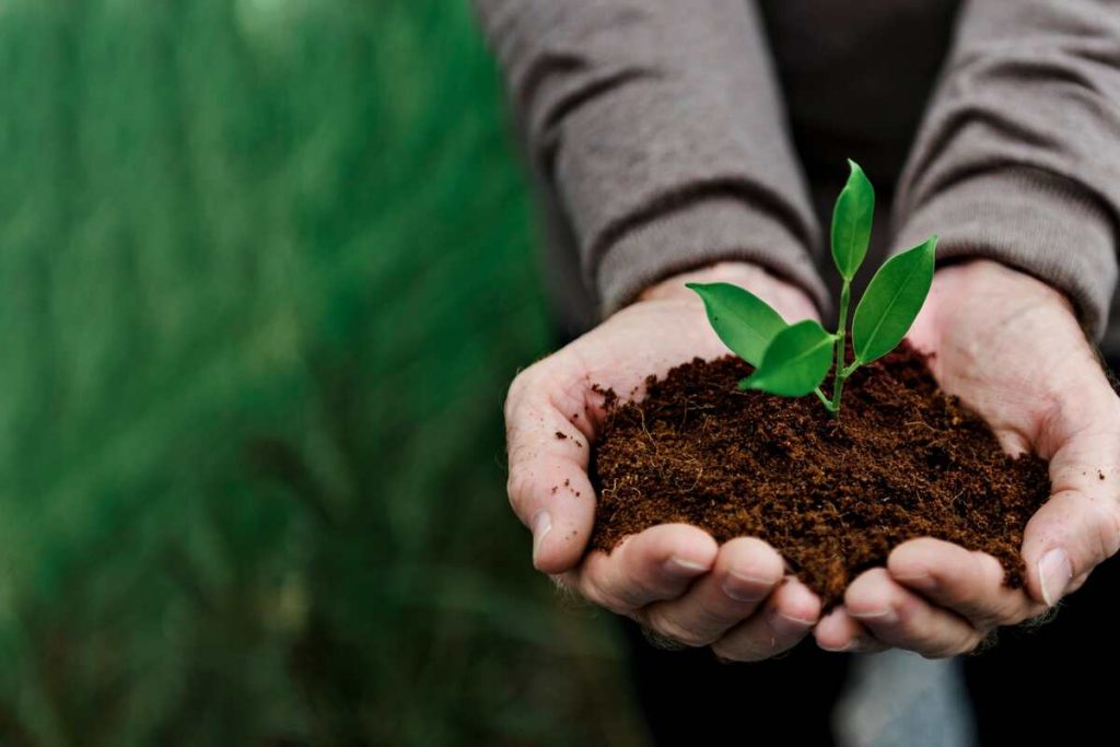 hand holding young plant for environment day