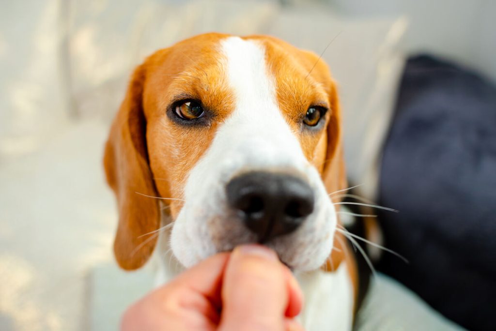 feeding beagle dog with a treat from hand indoors, closeup