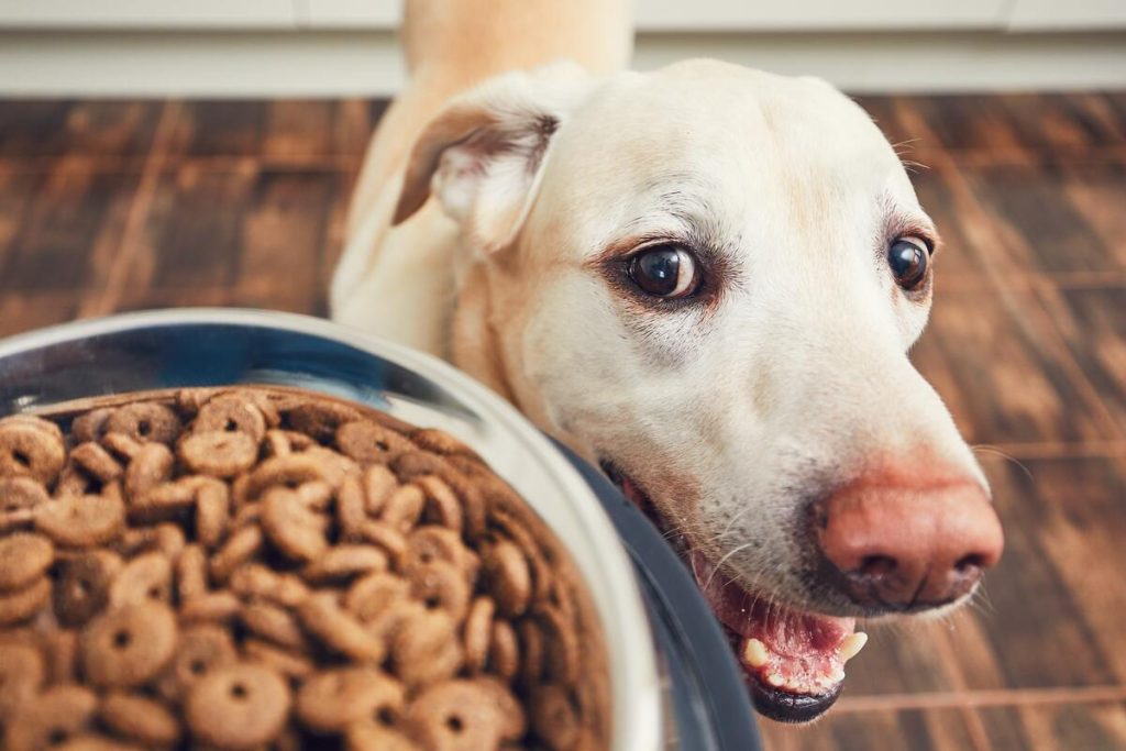 The owner gives his dog a bowl of superfood treats