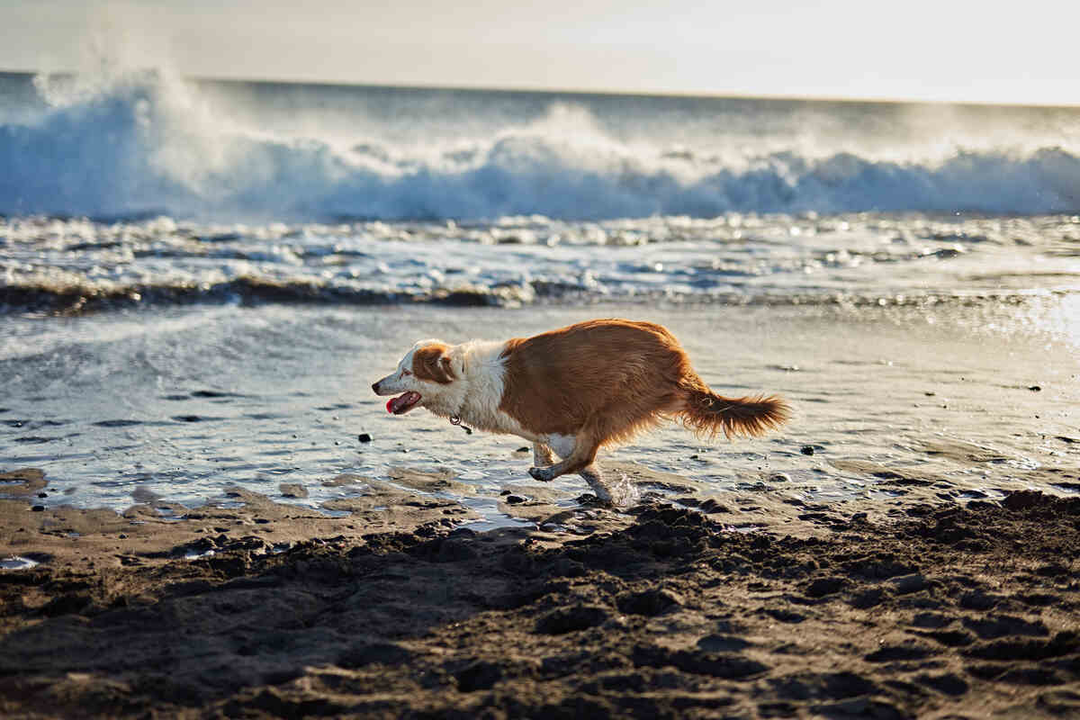 funny dog running on the beach