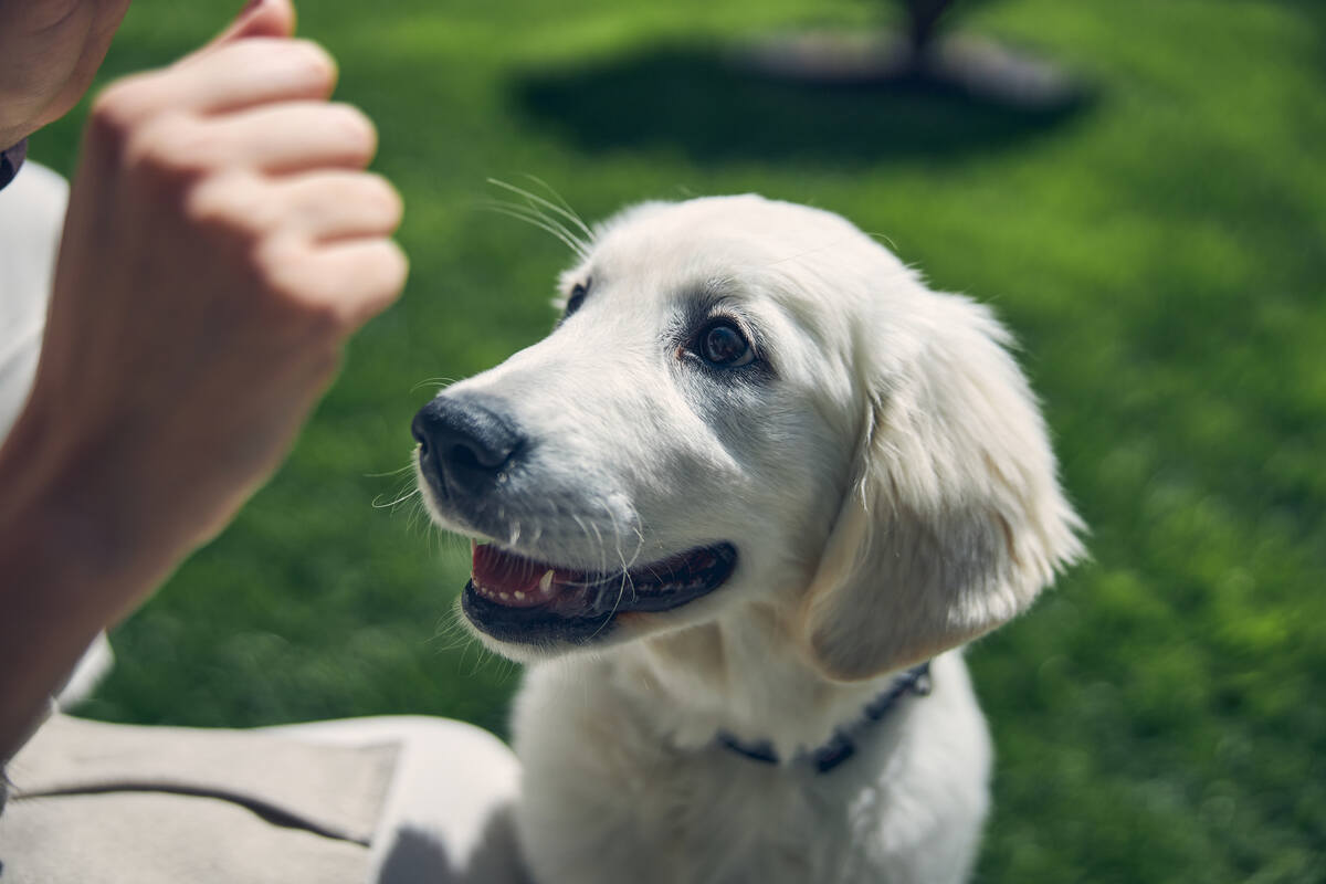 close up portrait of a pleased domestic dog looking at owners hand with treat