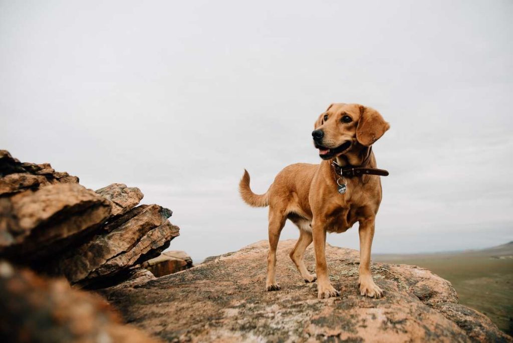 happy brown dog standing on the rock