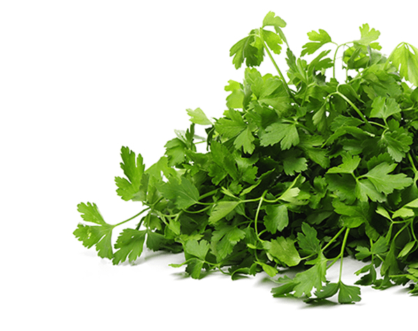 parsley plant