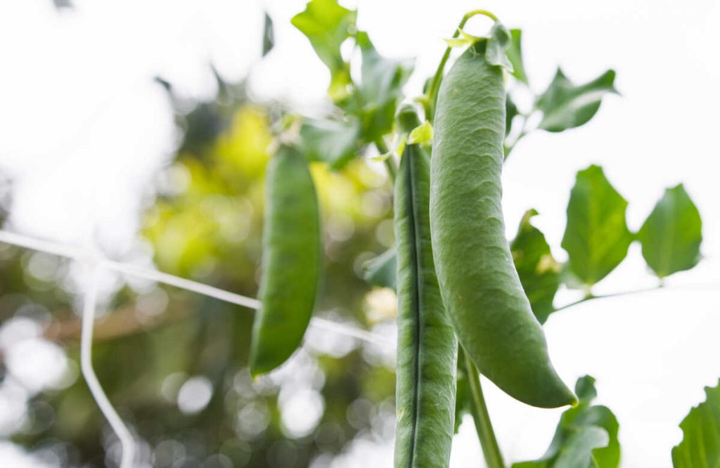 Sustainable production of pea pods in farm.