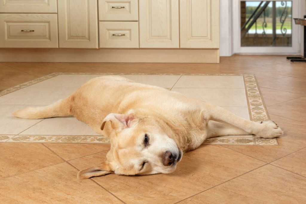 sick dog lying on the floor with a sad look, suffering from allergies with a swollen muzzle. Illnesses, diseases of dogs