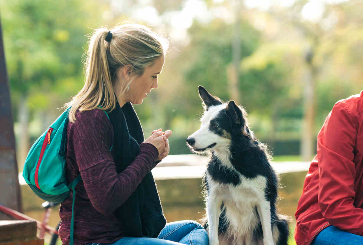 blonde woman sitting in a park giving an edible treat to a dog with attention expression