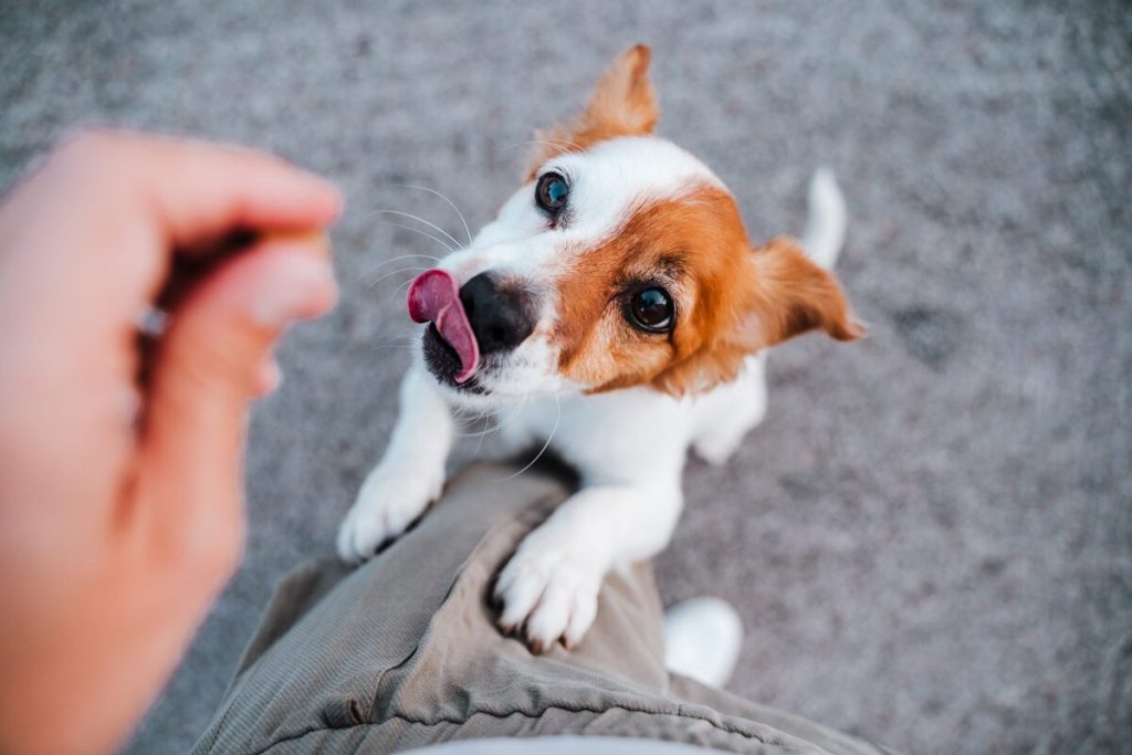 man is playing with his poppy