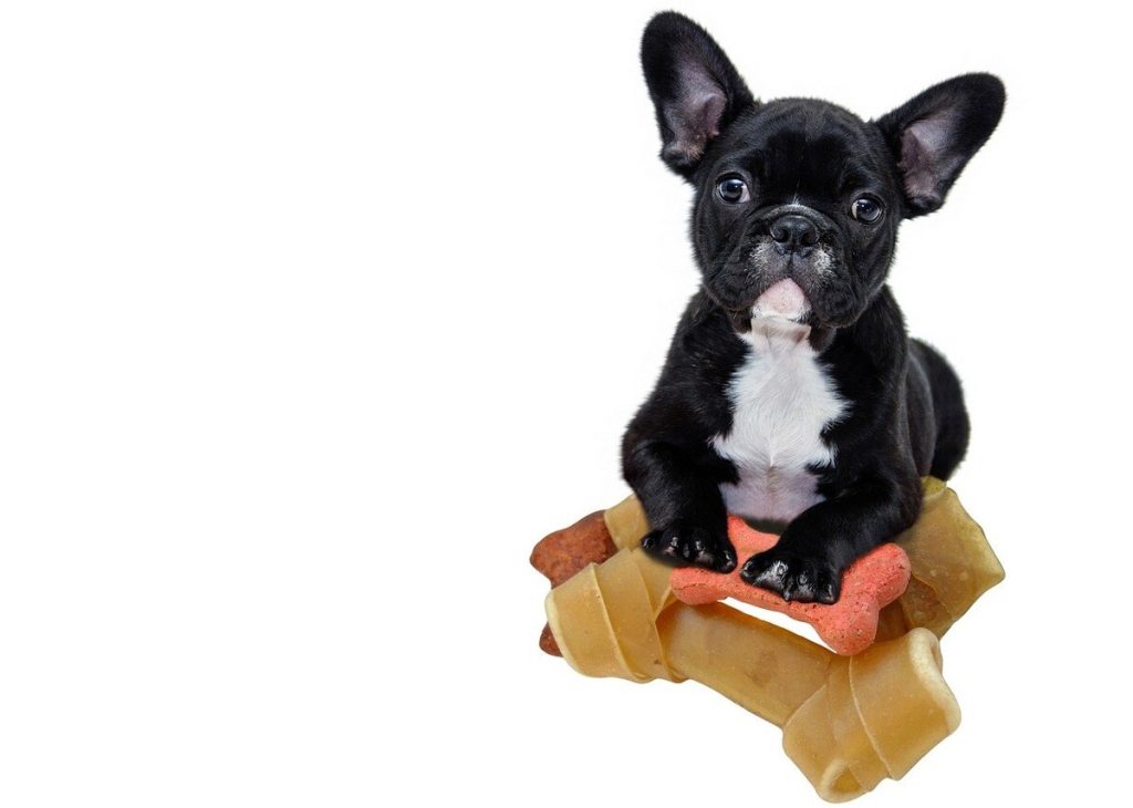 black bulldog with his natural dog treat