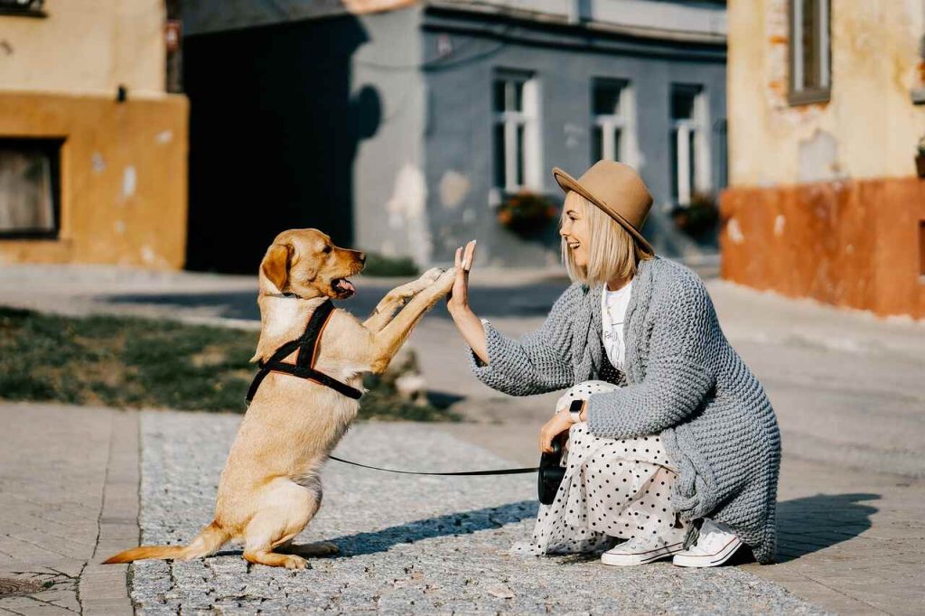 a happy dog ​​is sitting and high-fiving his owner