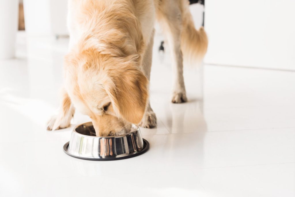 golden retriever eating whole grain dog food from metal bowl