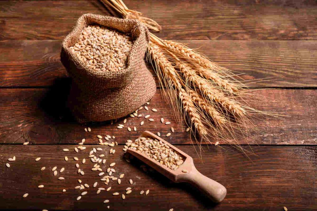 Whole grains of wheat in bags and ears