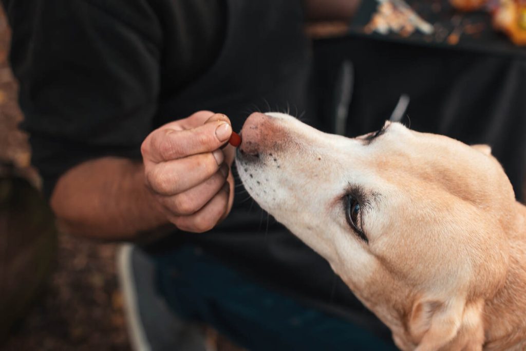 hand master giving a vegan treat to his dog