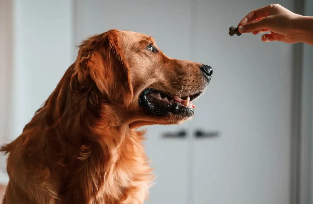 woman is giving natural functional treats to her golden retriever dog in the room.