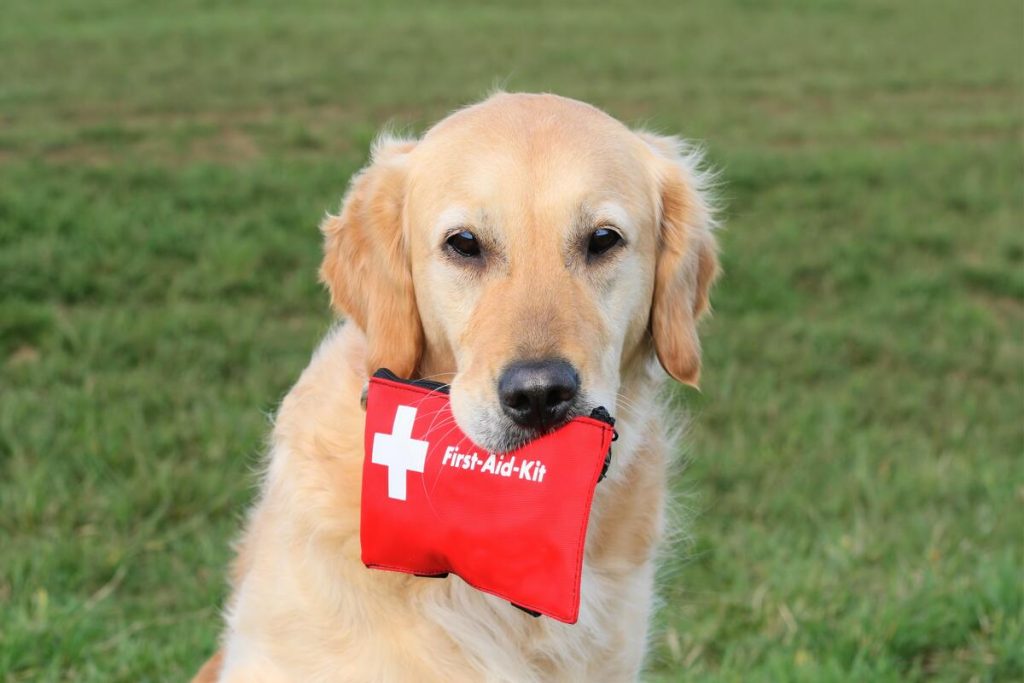 dog with first aid kit in the mouth