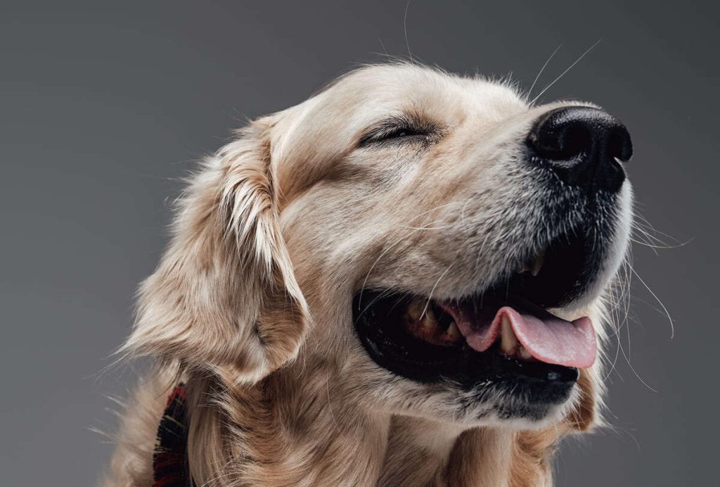 emotional pure breed dog smiles