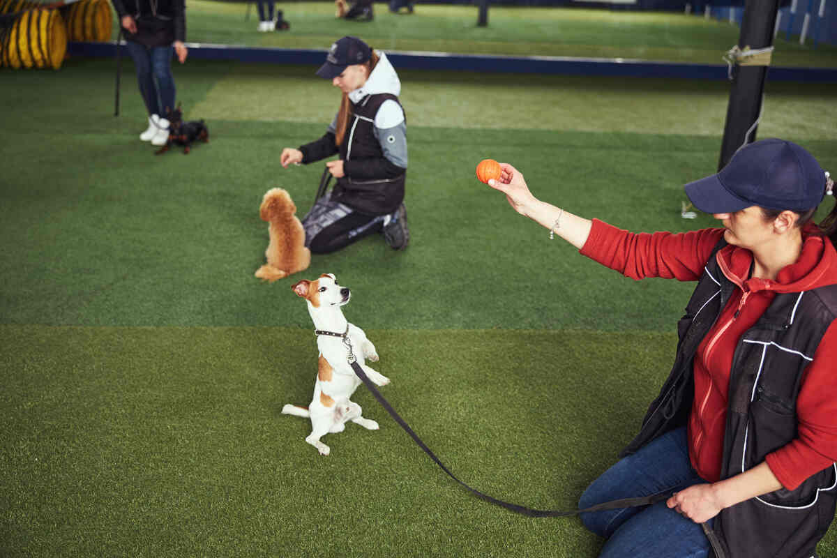 Cute obedient Jack Russell Terrier standing on the hind legs before a professional dog trainer