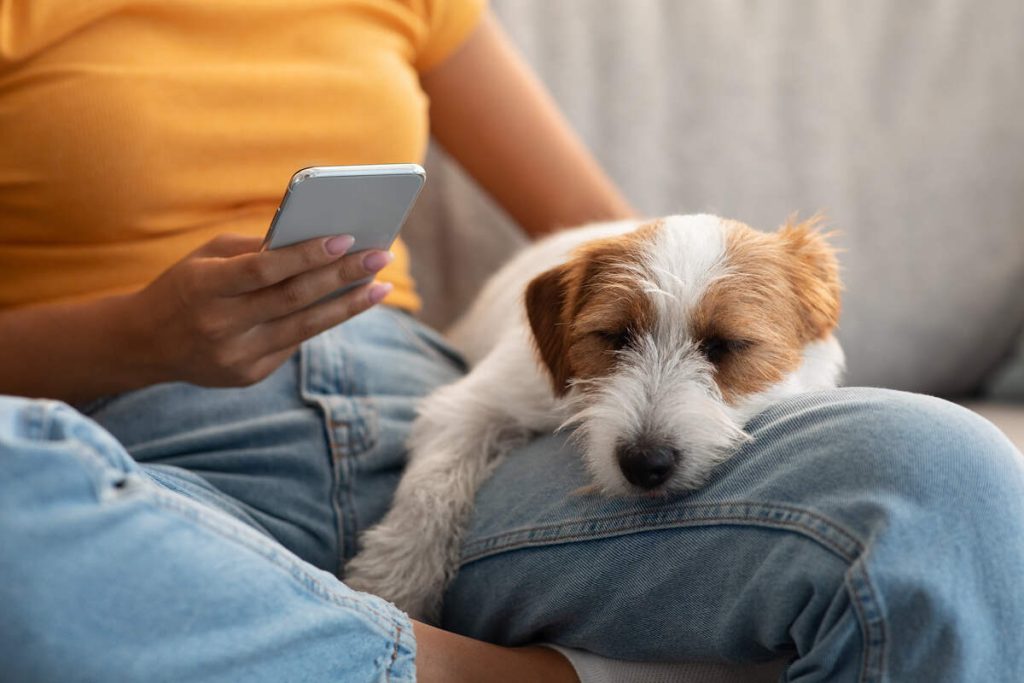 Closeup photo of adorable fluffy jack russell terrier dog sleeping on its owner laps