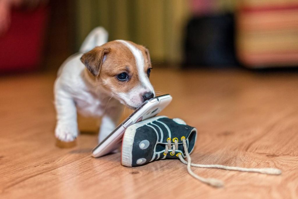 A Jack Russell puppy playing with a smartphone.