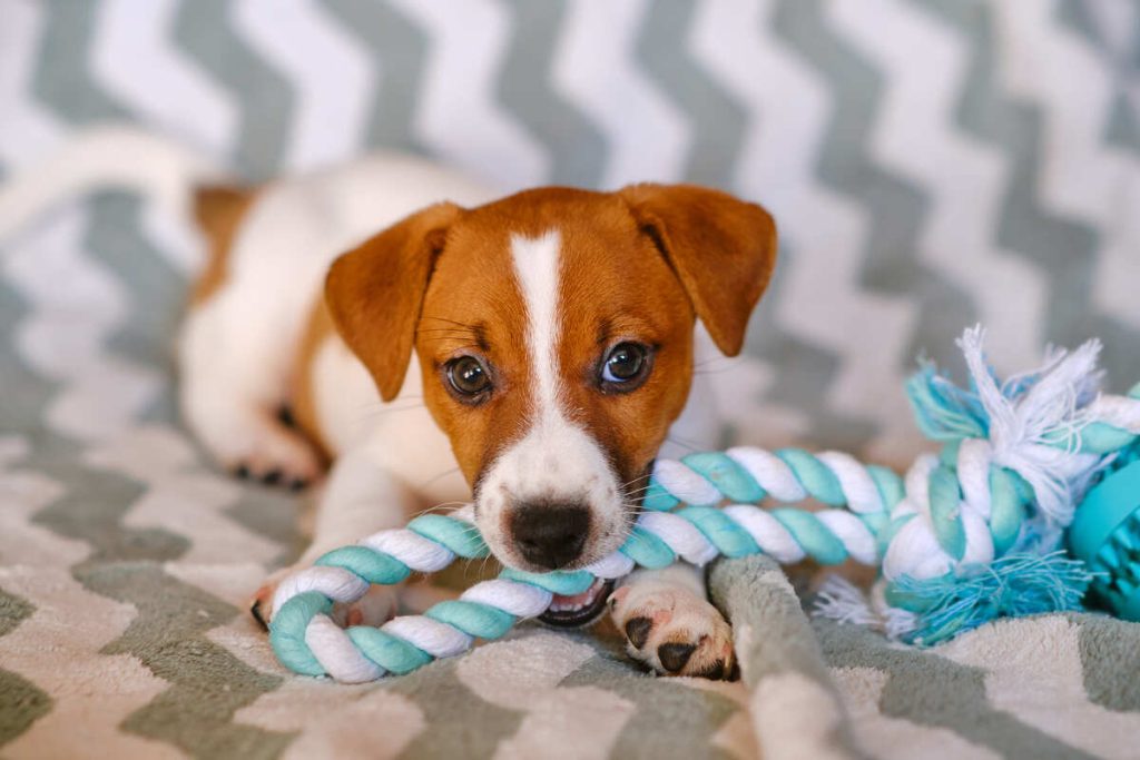 little jack russell terrier puppy playing with toy