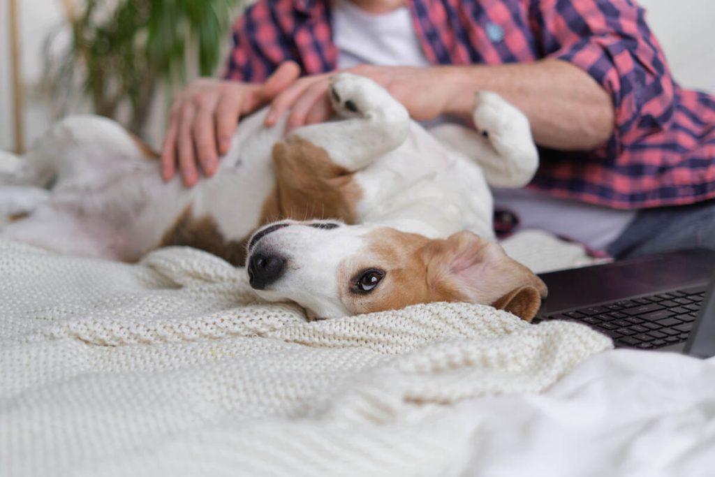 Man taking a break from to lovingly scratch his contented dog's belly