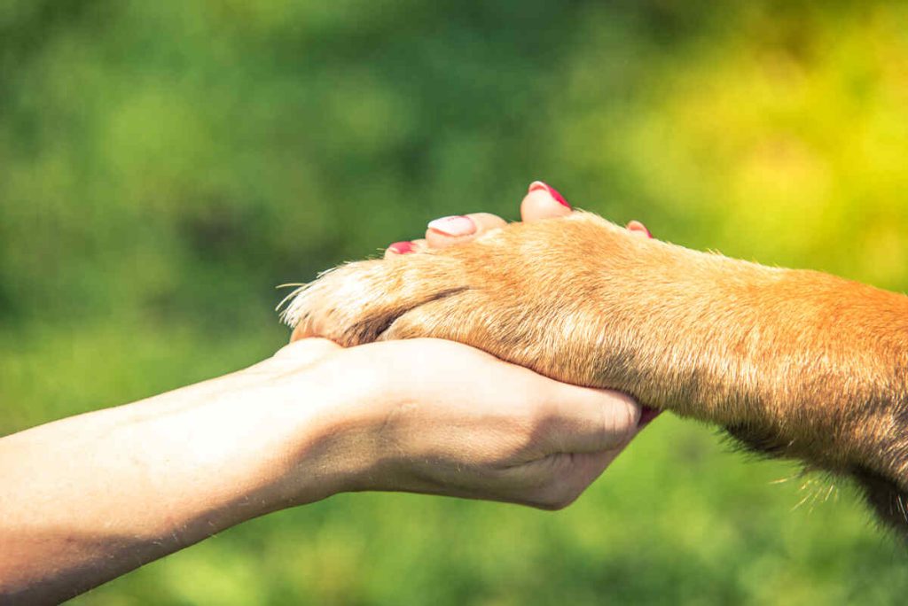 hand holding dog paw