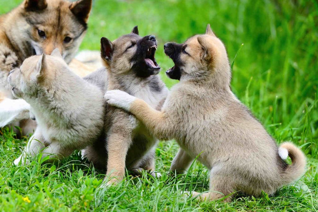 cute four puppies of laika breed plays on the grass