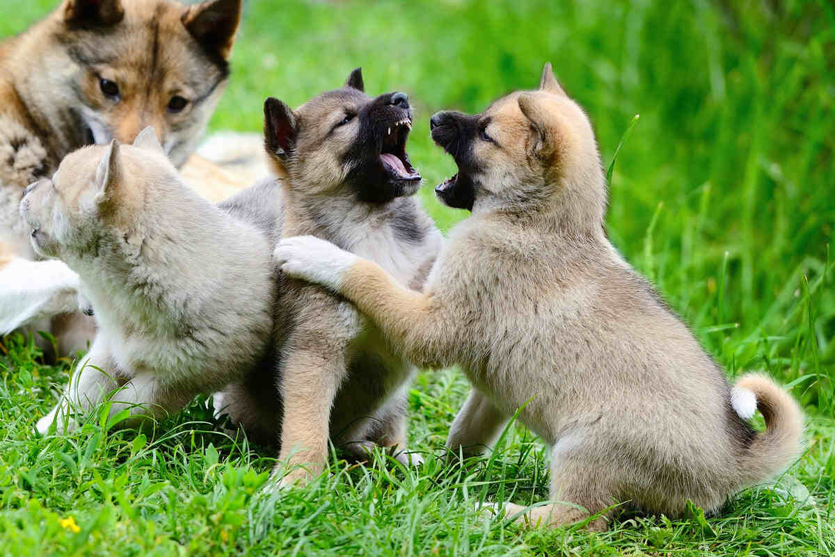 cute four puppies of laika breed play on the grass