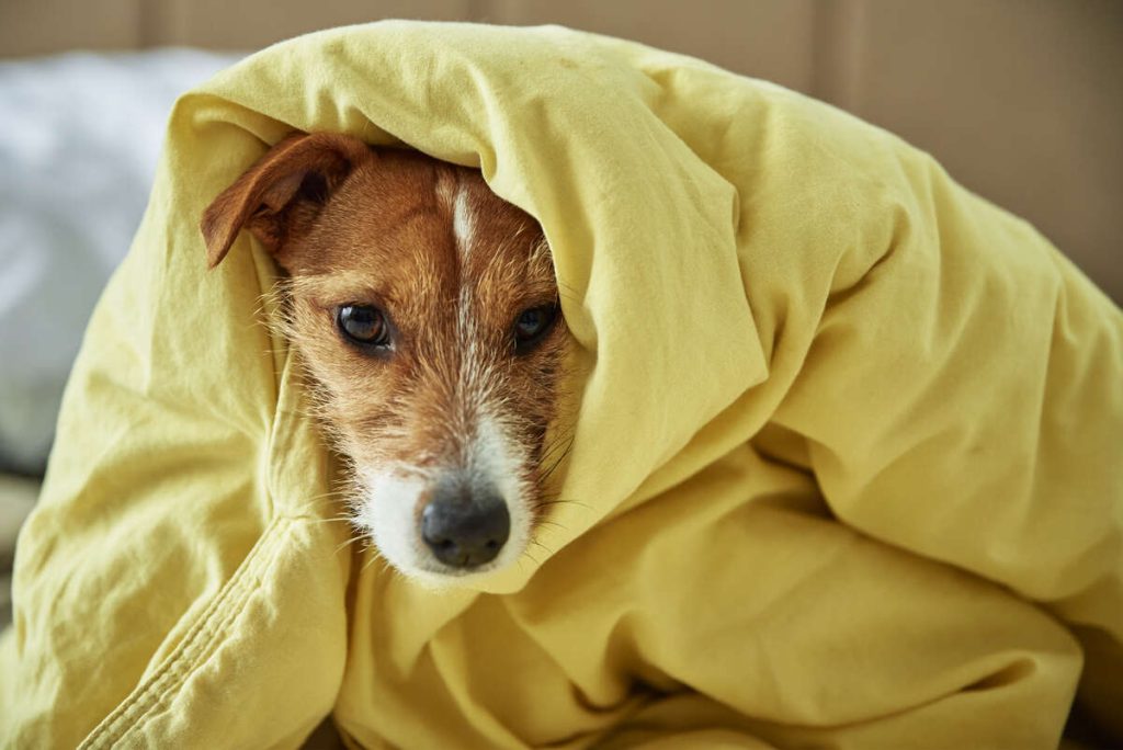 sad-dog-lying-under-blanket-in-bedroom