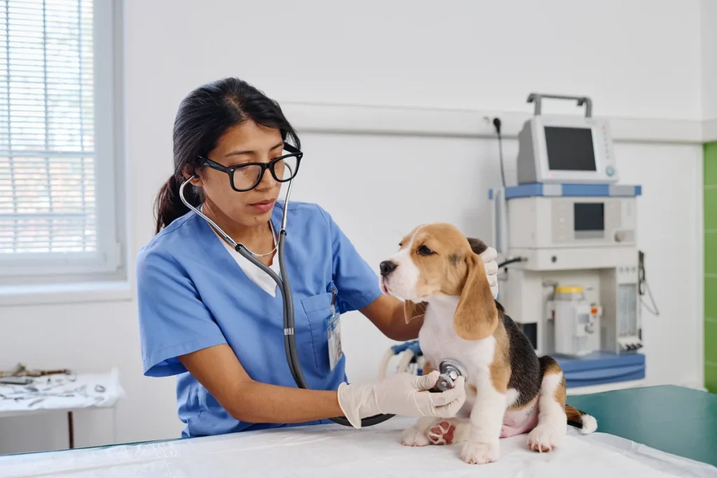 vet using stethoscope on dog in the clinic