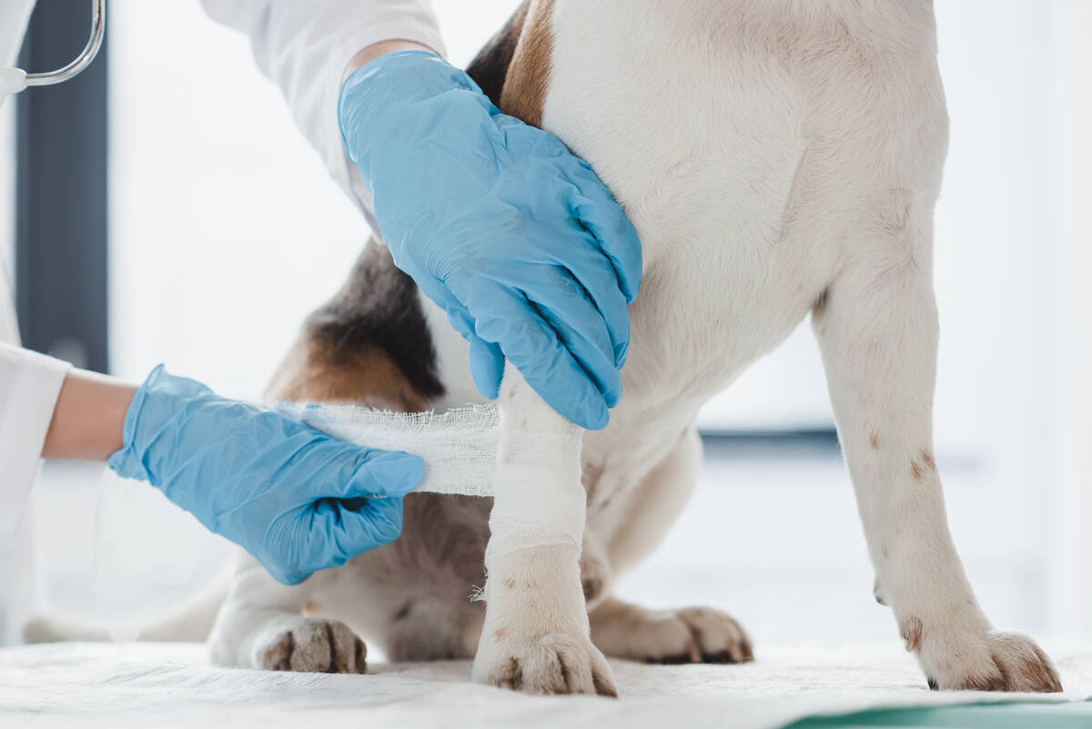 cropped image of veterinarian bandaging paw of dog in clinic