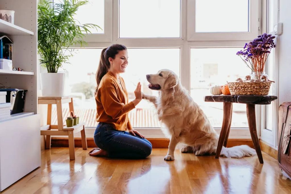 woman doing high five with her golden retriever in the room