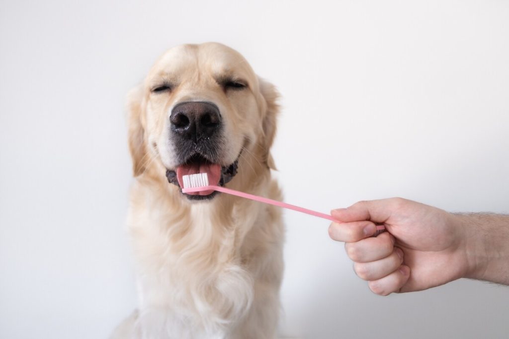 brushing a dogs teeth