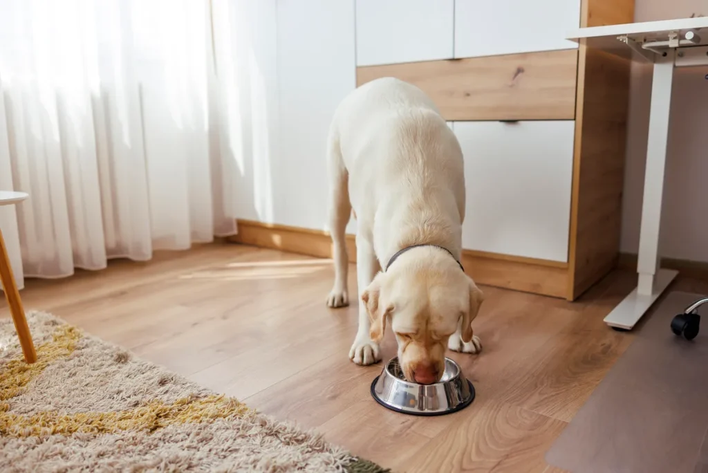 dog eating food from a bowl in the living room