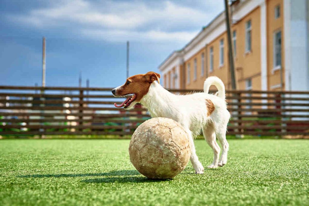 Dog Play with football ball on green grass