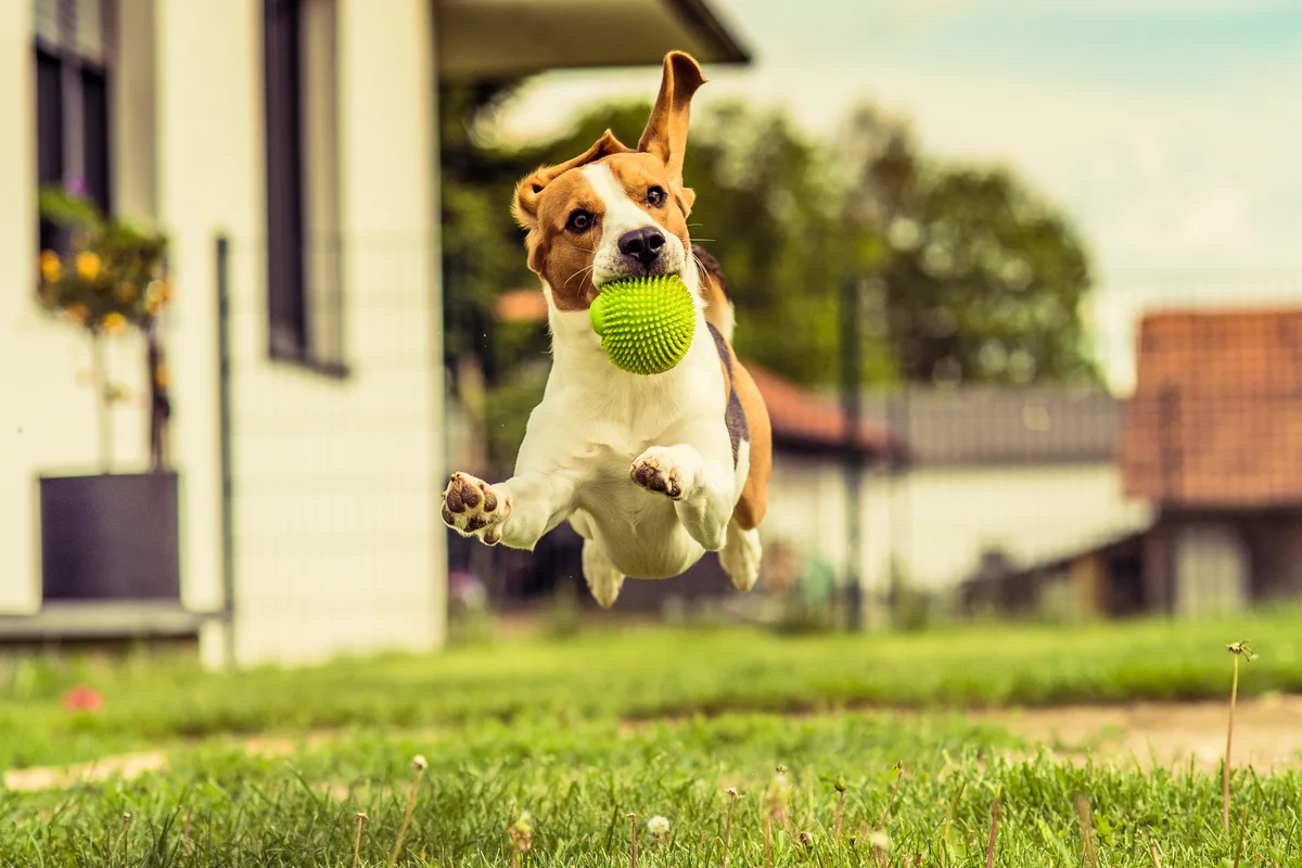 beagle running with the ball in the mouth